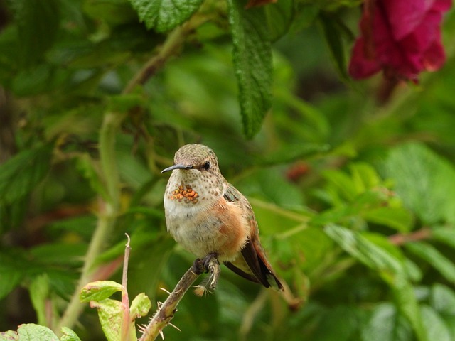 hummingbird