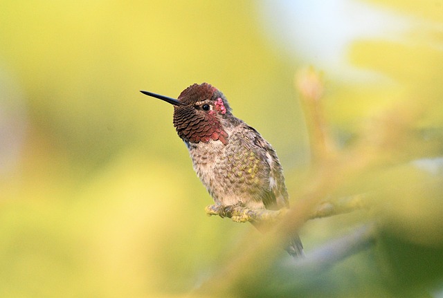 hummingbird