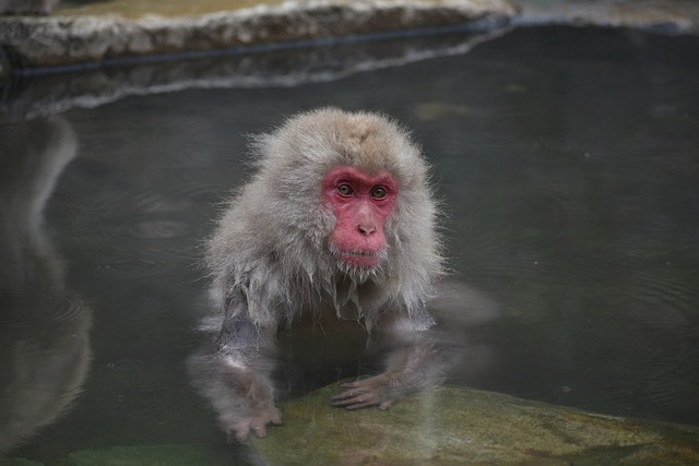 hot springs