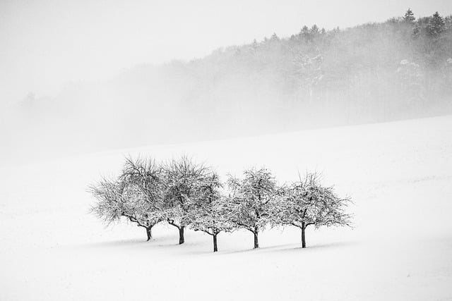 winter sports