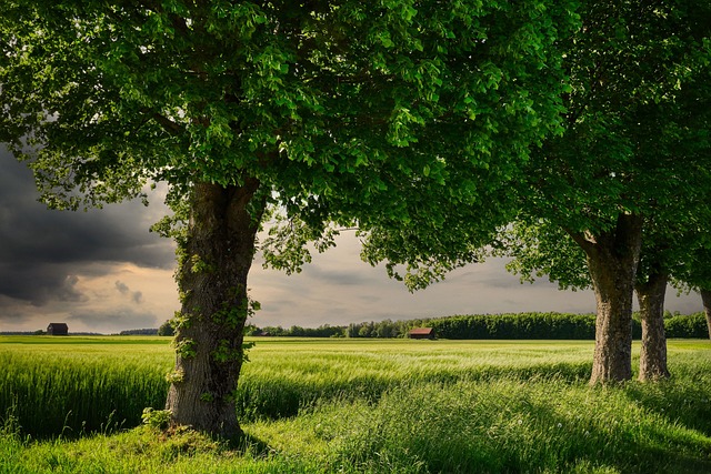 landscape