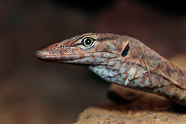 eye