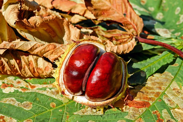 fruits