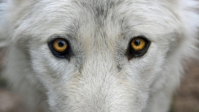 eyes