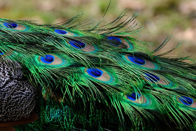eyes