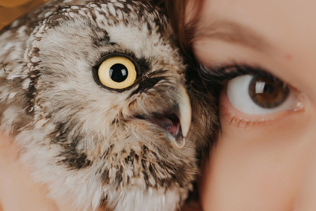 eye