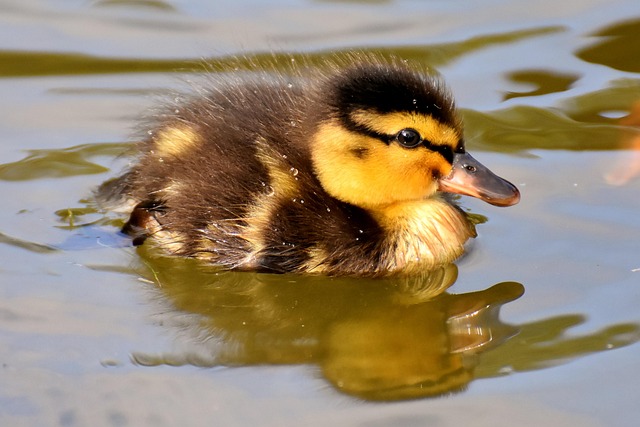swimming